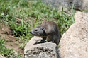 Serengeti Elephant Shrew03